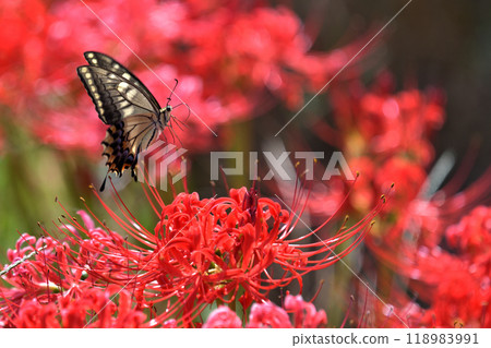 黃色燕尾和曼珠沙花 黃色燕尾和曼珠沙花 118983991