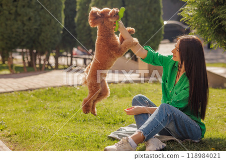 Adorable maltipoo puppy in arms of its loving owner. Adult woman outdoors playing with her small adorable doggy in the park. A hybrid between the maltese dog and miniature poodle 118984021