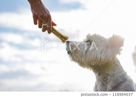 owner's hand holds bone near white dog's mouth on sunny day, west highland white terrier waiting for treat from owner owner's hand holds bone near white dog's mouth on sunny day, west highland white terrier waiting for treat from owner 118984037
