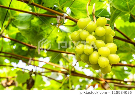 Ripe Shine Muscat Grape Picking Sendai City, Miyagi Prefecture 118984056
