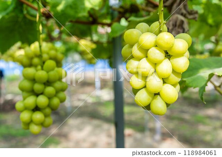 Ripe Shine Muscat Grape Picking Sendai City, Miyagi Prefecture Ripe Shine Muscat Grape Picking Sendai City, Miyagi Prefecture 118984061