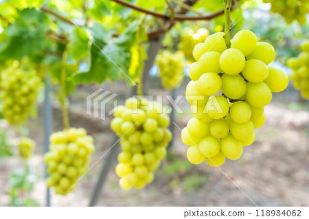 Ripe Shine Muscat Grape Picking Sendai City, Miyagi Prefecture Ripe Shine Muscat Grape Picking Sendai City, Miyagi Prefecture 118984062
