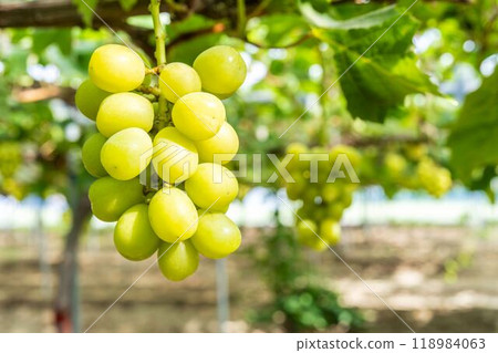 Ripe Shine Muscat Grape Picking Sendai City, Miyagi Prefecture Ripe Shine Muscat Grape Picking Sendai City, Miyagi Prefecture 118984063