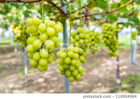 Ripe Shine Muscat Grape Picking Sendai City, Miyagi Prefecture 118984064