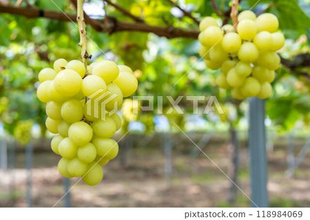 Ripe Shine 馬斯喀特葡萄採收 宮城縣仙台市 Ripe Shine 馬斯喀特葡萄採收 宮城縣仙台市 118984069