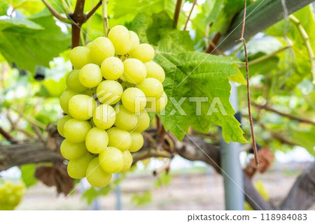 Ripe Shine 馬斯喀特葡萄採收 宮城縣仙台市 118984083