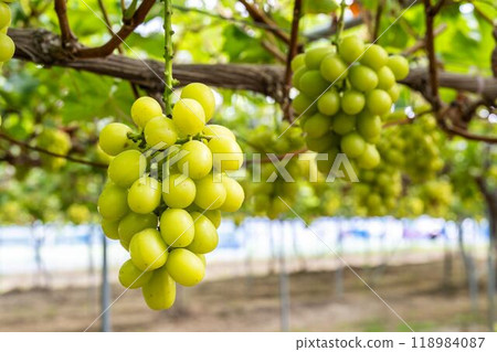 Ripe Shine Muscat Grape Picking Sendai City, Miyagi Prefecture Ripe Shine Muscat Grape Picking Sendai City, Miyagi Prefecture 118984087
