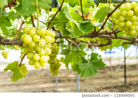 Ripe Shine Muscat Grape Picking Sendai City, Miyagi Prefecture 118984091