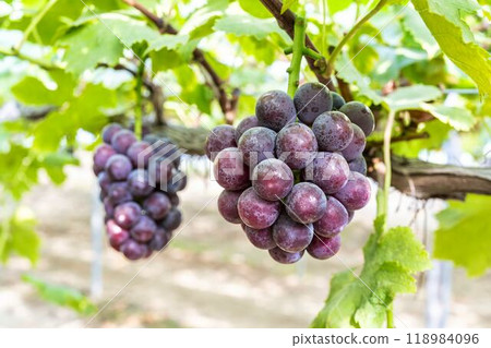 宮城縣仙台市先鋒葡萄採摘 118984096