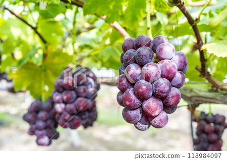 宮城縣仙台市先鋒葡萄採摘 118984097
