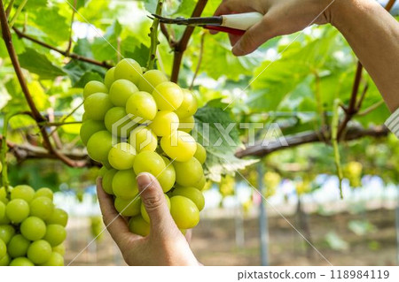 Ripe Shine Muscat Grape Picking Sendai City, Miyagi Prefecture 118984119