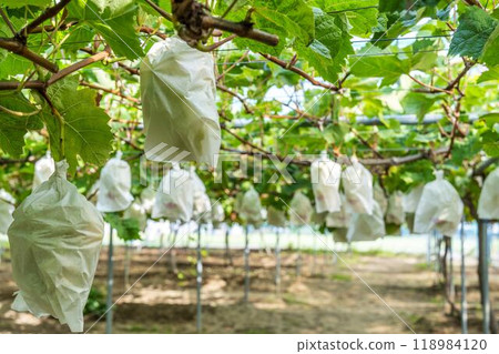Ripe Shine Muscat Grape Picking Sendai City, Miyagi Prefecture Ripe Shine Muscat Grape Picking Sendai City, Miyagi Prefecture 118984120