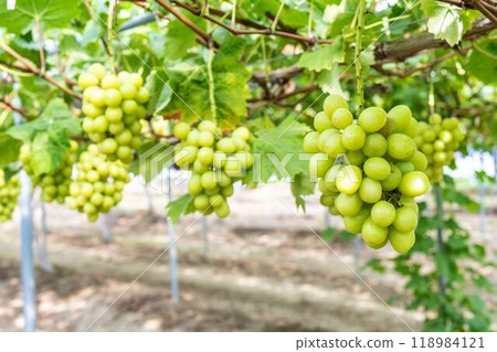 Ripe Shine Muscat Grape Picking Sendai City, Miyagi Prefecture Ripe Shine Muscat Grape Picking Sendai City, Miyagi Prefecture 118984121