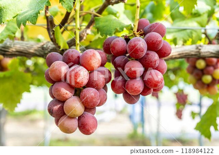 Queen Nina's Grape Picking Sendai City, Miyagi Prefecture Queen Nina's Grape Picking Sendai City, Miyagi Prefecture 118984122