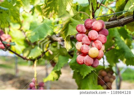 Queen Nina's Grape Picking Sendai City, Miyagi Prefecture 118984128