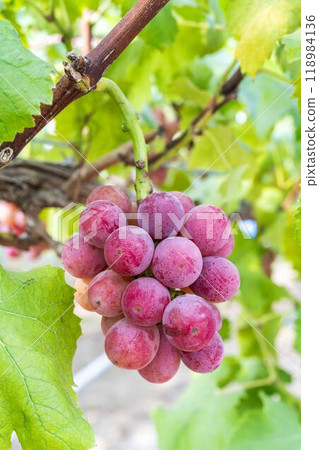 Queen Nina's Grape Picking Sendai City, Miyagi Prefecture 118984136