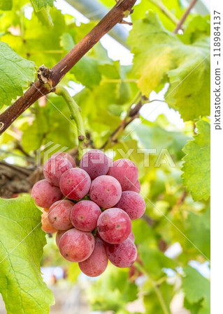 Queen Nina's Grape Picking Sendai City, Miyagi Prefecture 118984137