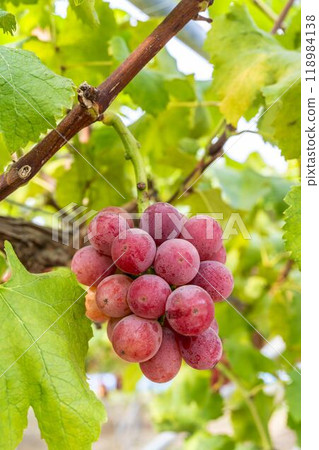 Queen Nina's Grape Picking Sendai City, Miyagi Prefecture Queen Nina's Grape Picking Sendai City, Miyagi Prefecture 118984138