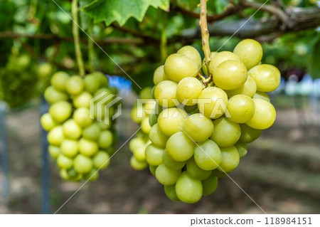 Fully ripe Shine Muscat grapes in a vineyard in Sendai, Miyagi Prefecture 118984151