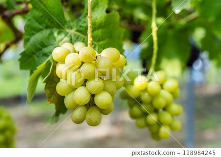Fully ripe Shine Muscat grapes in a vineyard in Sendai, Miyagi Prefecture 118984245