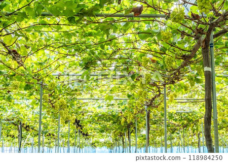 Fully ripe Shine Muscat grapes in a vineyard in Sendai, Miyagi Prefecture Fully ripe Shine Muscat grapes in a vineyard in Sendai, Miyagi Prefecture 118984250