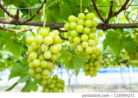 Fully ripe Shine Muscat grapes in a vineyard in Sendai, Miyagi Prefecture 118984251