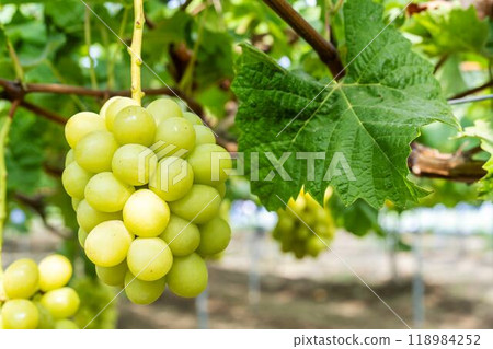 Fully ripe Shine Muscat grapes in a vineyard in Sendai, Miyagi Prefecture Fully ripe Shine Muscat grapes in a vineyard in Sendai, Miyagi Prefecture 118984252