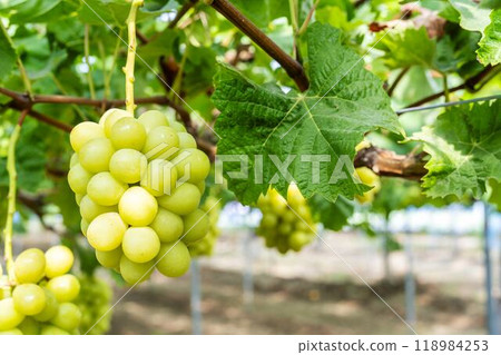Fully ripe Shine Muscat grapes in a vineyard in Sendai, Miyagi Prefecture Fully ripe Shine Muscat grapes in a vineyard in Sendai, Miyagi Prefecture 118984253