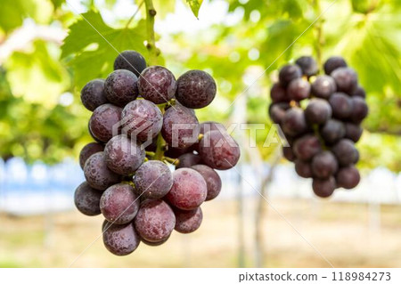 Pione Grape Picking in Sendai, Miyagi Prefecture Pione Grape Picking in Sendai, Miyagi Prefecture 118984273