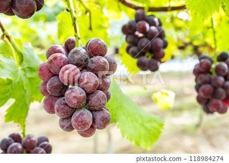 Pione Grape Picking in Sendai, Miyagi Prefecture Pione Grape Picking in Sendai, Miyagi Prefecture 118984274