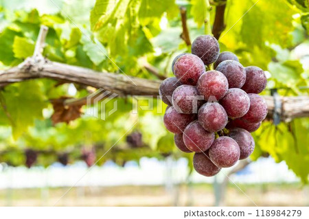 Pione Grape Picking in Sendai, Miyagi Prefecture Pione Grape Picking in Sendai, Miyagi Prefecture 118984279