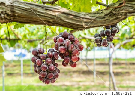 宮城縣仙台市先鋒葡萄採摘 宮城縣仙台市先鋒葡萄採摘 118984281