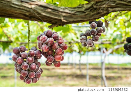 宮城縣仙台市先鋒葡萄採摘 宮城縣仙台市先鋒葡萄採摘 118984282