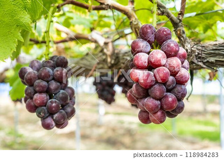 宮城縣仙台市先鋒葡萄採摘 118984283