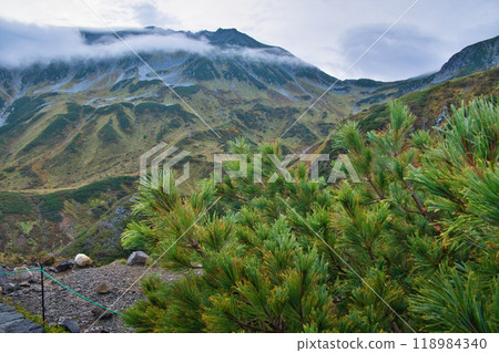 Autumn leaves at Murododaira, Mt. Tateyama, Toyama Prefecture 118984340