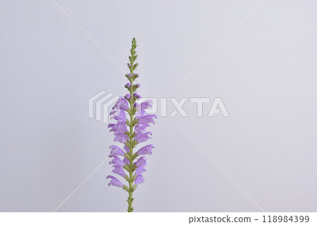 哈娜哈娜的尾巴 118984399