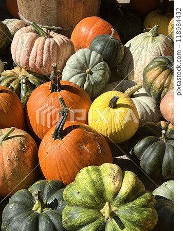 Colorful pumpkins shining in the warm autumn sun Colorful pumpkins shining in the warm autumn sun 118984432