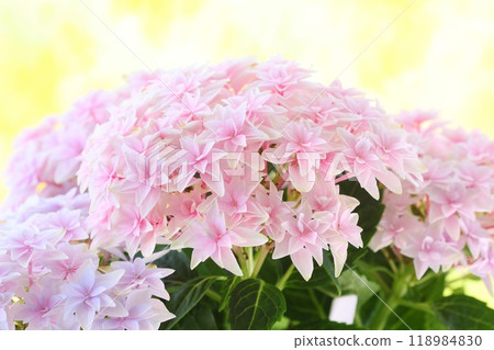 繡球花 繡球花 星星雙花 雙荷蘭伊丹 明亮背景 繡球花 繡球花 星星雙花 雙荷蘭伊丹 明亮背景 118984830