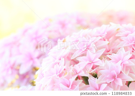 Hydrangea Hydrangea Star-shaped double flower Double Dutch Edam Light background Hydrangea Hydrangea Star-shaped double flower Double Dutch Edam Light background 118984833