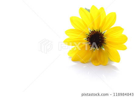 Sunflower yellow flower white background 118984843