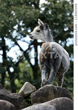 站在岩石上的羊駝的肖像 站在岩石上的羊駝的肖像 118985049