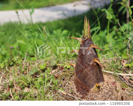 bambooshoot bambooshoot 118985208