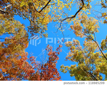 Autumn leaves Autumn leaves 118985209