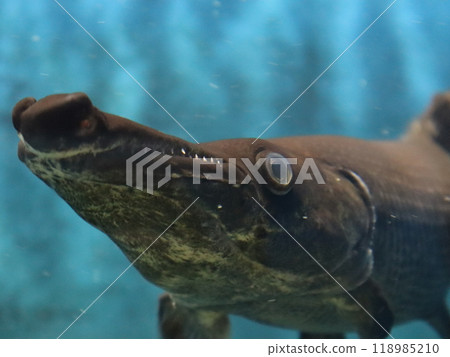 Alligator · Gar 118985210