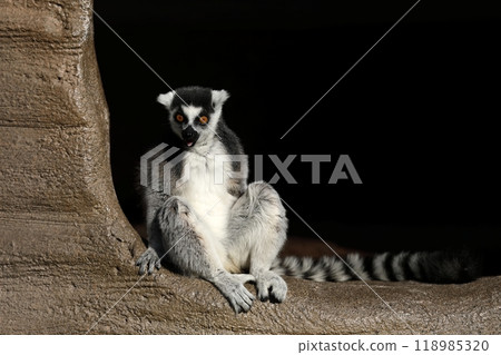 A ring-tailed lemur sitting and smiling A ring-tailed lemur sitting and smiling 118985320