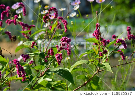 Polygonum gracilis in the field 118985587