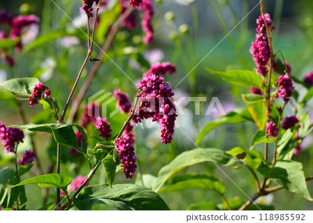 Polygonum gracilis in the field Polygonum gracilis in the field 118985592