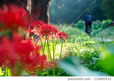 群集孤挺花的光芒 群集孤挺花的光芒 118985632