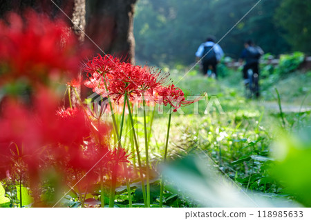 Going to school with red spider lilies Going to school with red spider lilies 118985633