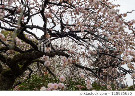 粉紅色的梅花在多雲的天空下盛開 118985650